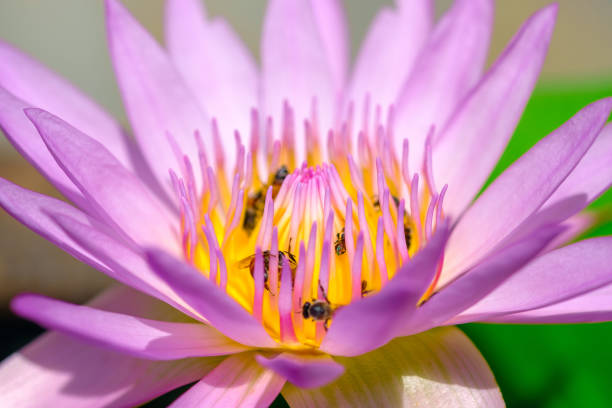 istock Lotus flower in the pond and bees for nectar. 949315172