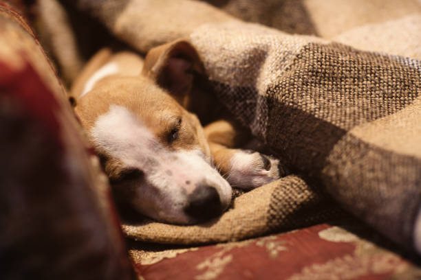 istock Puppy Stafford sleeping under the blanket 949316010