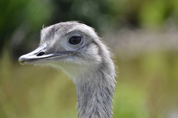 istock Portrait of Ostrich 949318326