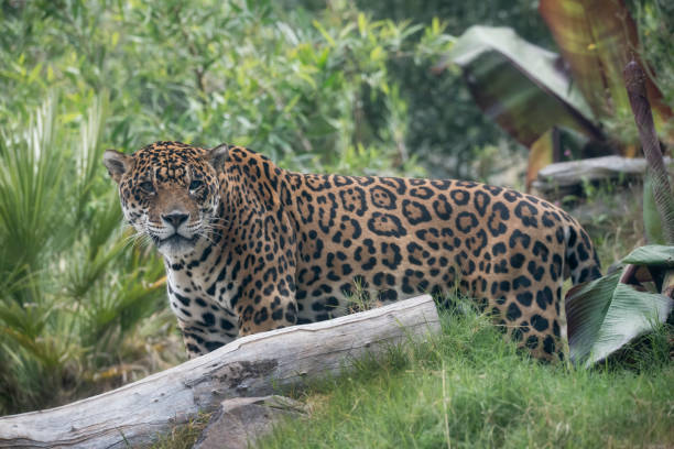 istock Spotted Jaguar in the tall grass 949318838