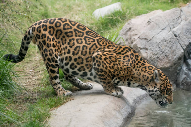 istock Spotted Jaguar drinking from a pool of water 949318862