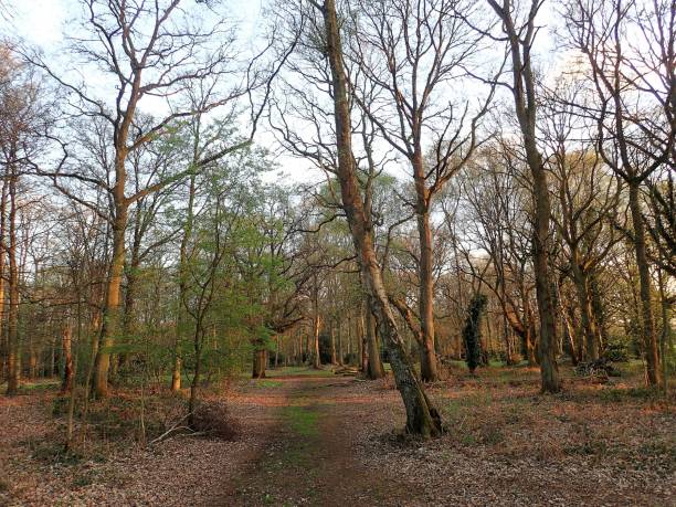 istock Pathway through woodland, Chorleywood Common 949321464
