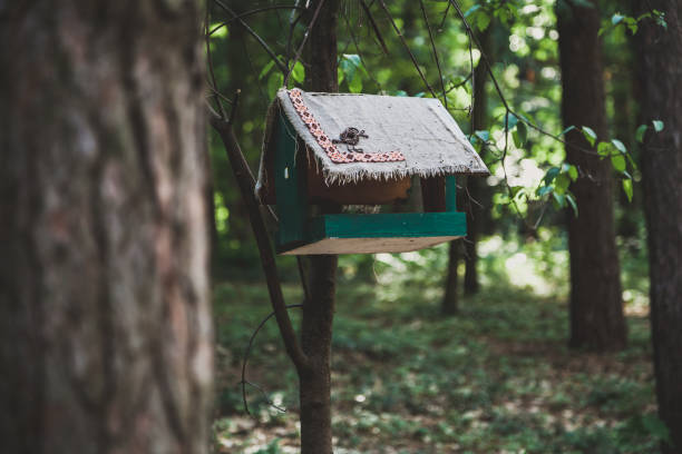istock Wooden green bird feeder on branch 949321552