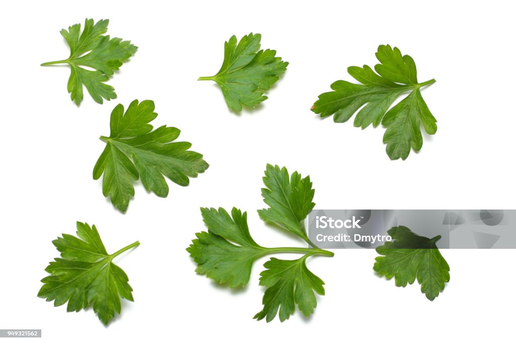 green fresh parsley leaf isolated on white background Parsley Stock Photo