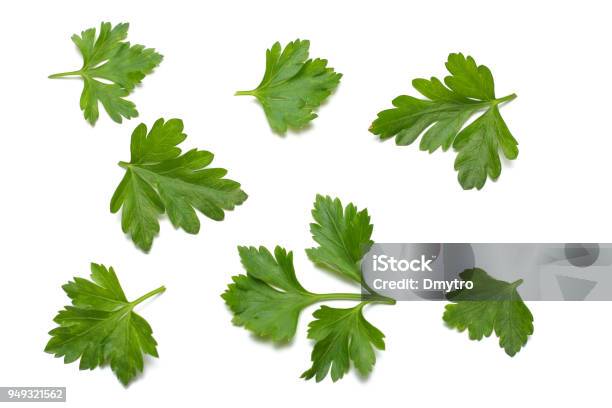 Green Fresh Parsley Leaf Isolated On White Background Stock Photo - Download Image Now