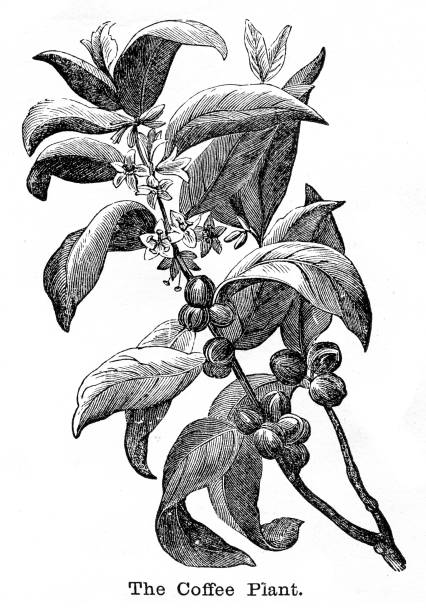 The coffee plant engraving 1877 The Eclectic Elementary Geography  by Wilson & Hinkle / Cincinnati -New York 1881 coffee tree stock illustrations