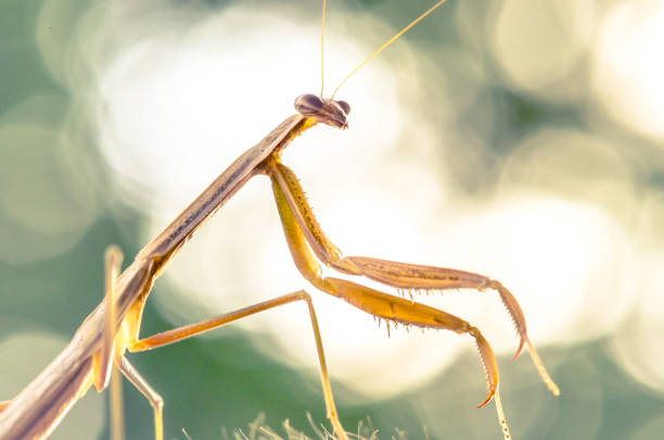 istock Portrait of Praying Mantis 949324370