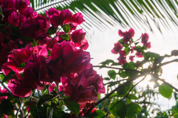 istock Pink flowers against palm and sunlight 949327700