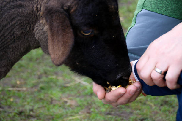Agriculture, children, family, farm, sheep.