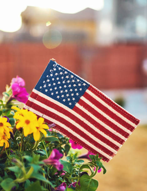 istock American flag in planter with vibrant flowers and beautiful backlight 949331232