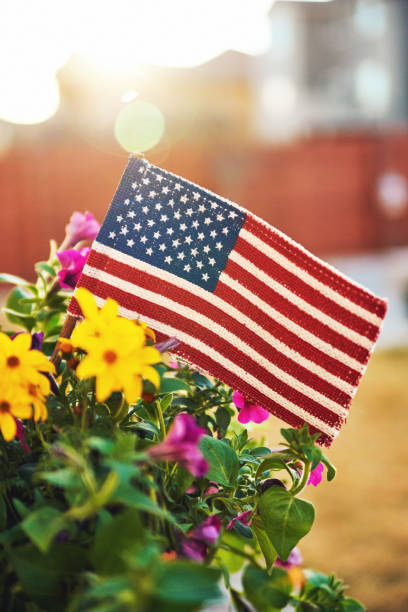 istock American flag in planter with vibrant flowers and beautiful backlight 949331316