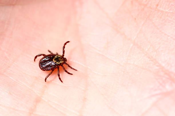 клещевой энцефалит на коже человека - lyme disease стоковые фото и изображения