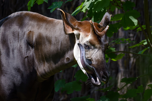 Closeup de un Okapi lamiendo su cara photo