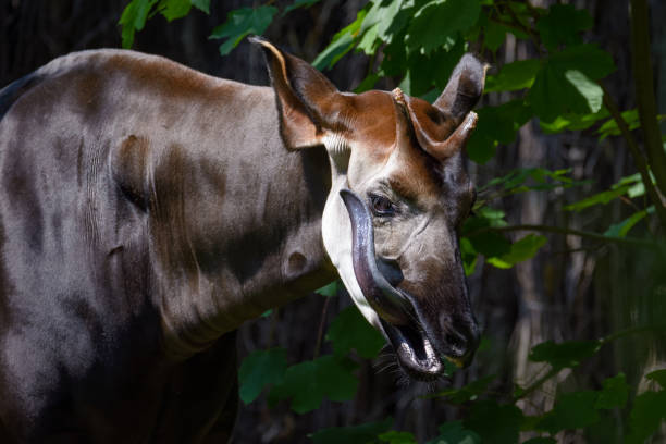 Closeup of an Okapi licking its face by Thorsten Spoerlein (www.thorstenspoerlein.com) Okapi stock pictures, royalty-free photos & images