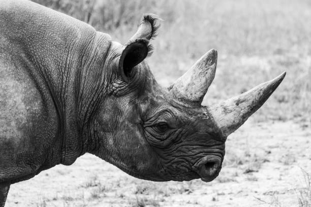 istock Closeup of an eastern black rhino 949331460