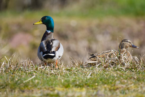 istock A pair of mallard ducks sitting by a lake 949331520