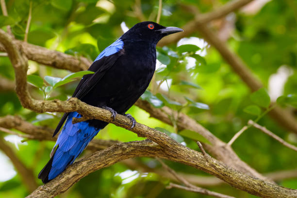 istock Asian fairy bluebird sitting in a tree 949331526