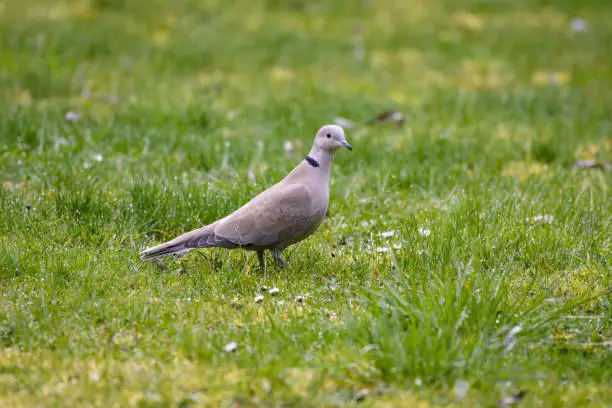 Photo of Collared dove standing in a field