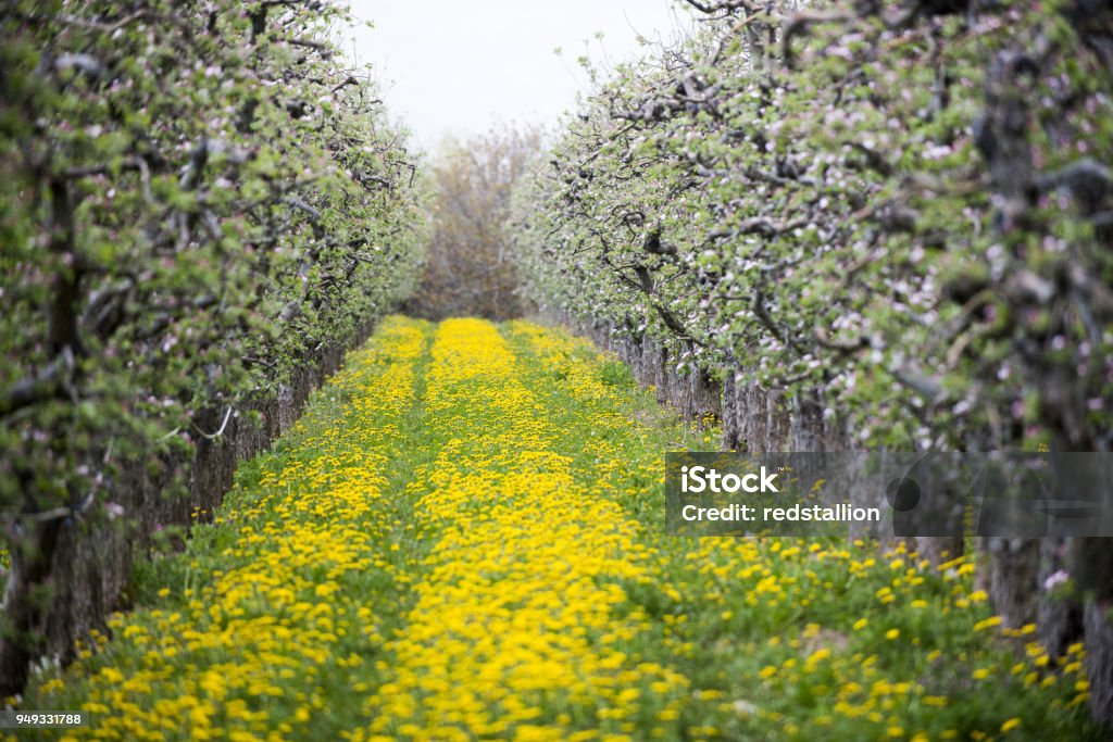 blossoming apple orchard with dandelions, spring concept blossoming apple orchard with dandelions, spring concept,image of Apple - Fruit Stock Photo