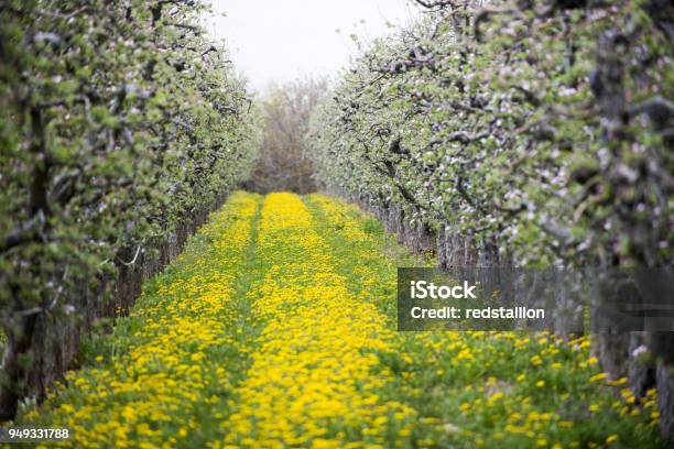 Blossoming Apple Orchard With Dandelions Spring Concept Stock Photo - Download Image Now