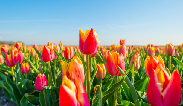 istock Field with colorful tulips below a blue sky in spring 949332274