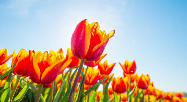 istock Field with colorful tulips below a blue sky in spring 949332424
