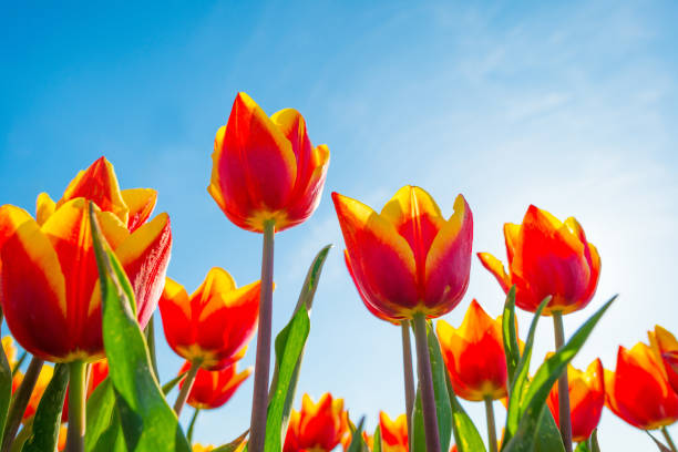 istock Field with colorful tulips below a blue sky in spring 949332616