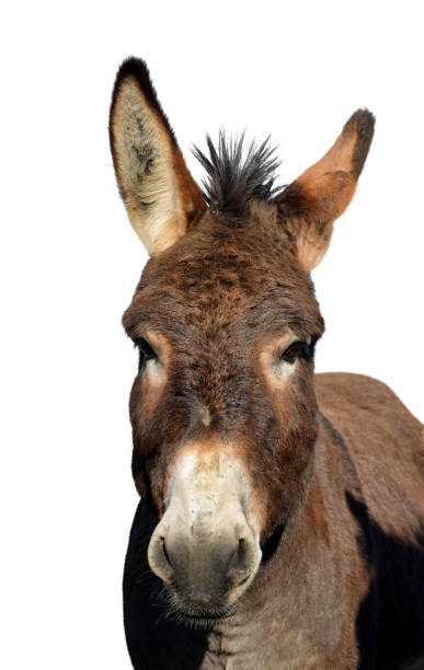 istock Portrait of a donkey. 949332676