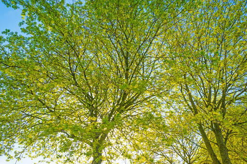 Canopy of a tree in sunlight in spring