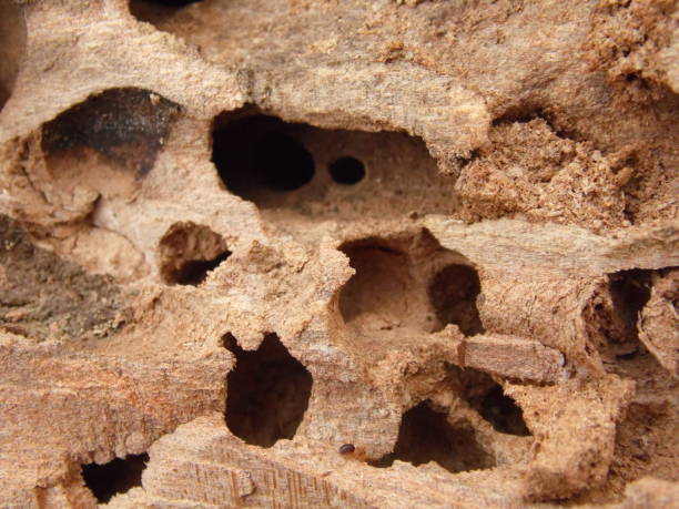istock Lair of beetles and ants in an old tree. 949333074