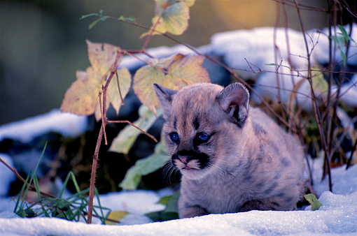 A Mountain Lion kitten rests in new autumn snow in Montana.