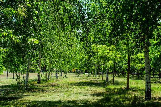 istock Birches in city park on spring 949336284