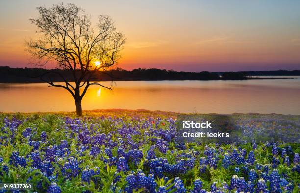 Photo libre de droit de Texas Bluebonnet Champ Fleurissant Au Printemps Par Un Lac Au Coucher Du Soleil banque d'images et plus d'images libres de droit de Texas