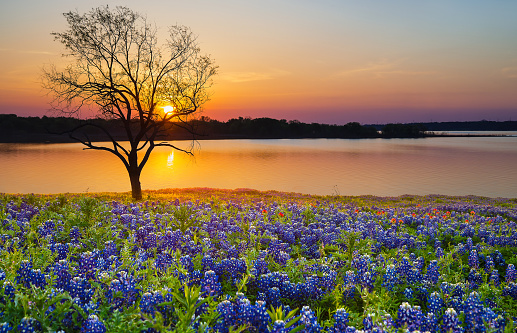 Beautiful Texas spring sunset over a lake. Blooming bluebonnet wildflower field and a lonely tree silhouette.