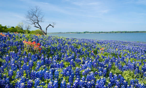 istock Texas Bluebonnets blooming on meadow by a lake 949337322