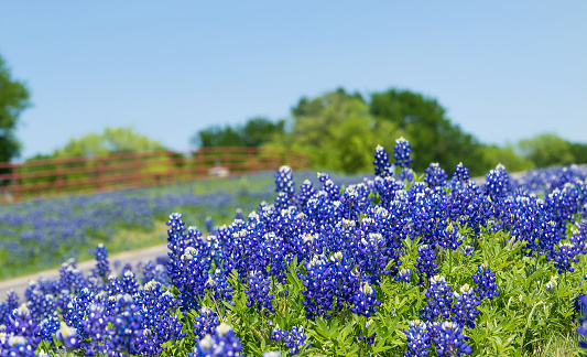 Texas Bluebonnet flowers blooming along a country road in the spring