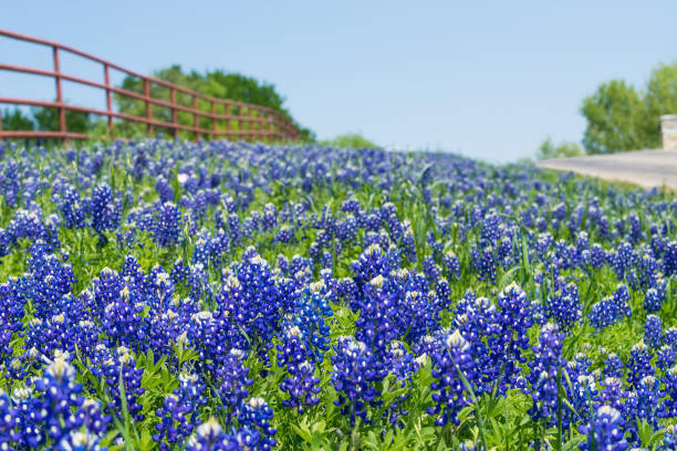 istock Texas Bluebonnets blooming along a country road 949337442
