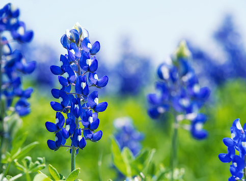 Texas Bluebonnet (Lupinus texensis) flowers blooming in springtime. Selective focus.