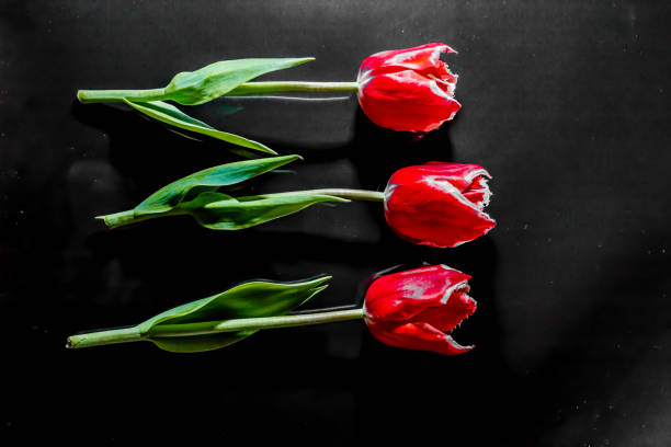 istock three flowers of a red tulip lie on a black mirror background 949337632