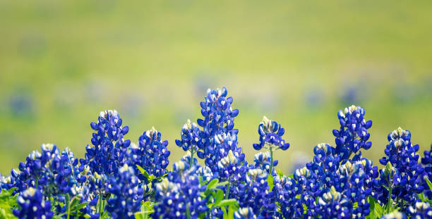 Texas Bluebonnets blooming in springtime Texas Bluebonnet (Lupinus texensis) flowers blooming in springtime. Selective focus. Natural green background with copy space. texas bluebonnet stock pictures, royalty-free photos & images