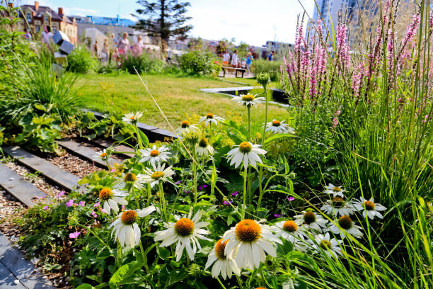 istock Chamomile in the garden 949340054