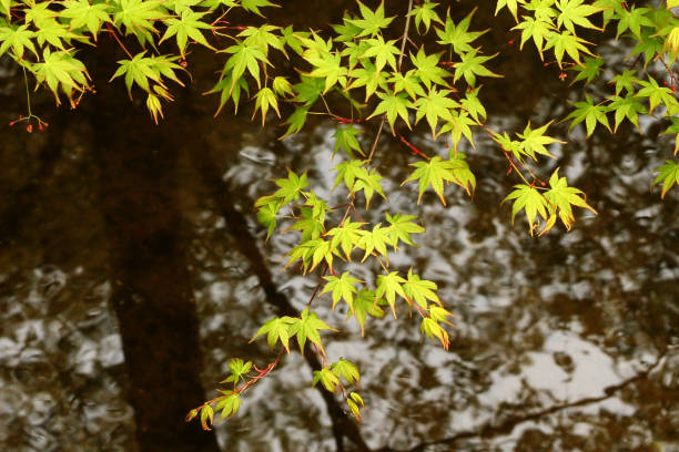 Japanese Maple Leaves Against Running Stream stock photo