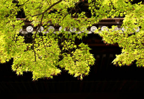 Japanese Maple Leaves Backlit Against Shadow of Tiled Roof stock photo