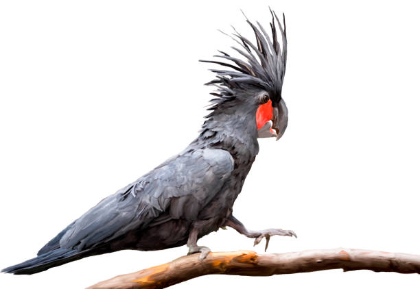 istock black palm cockatoo sitting on the tree branch, full size brush strokes eps 10 vector portrait isolated on white background. 949340852