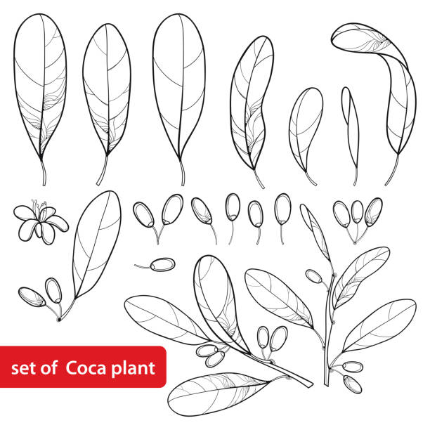 Vector set of outline Cocaine plant or Erythroxylum coca, bunch, leaf, flower and fruit in black isolated on white background. Vector set of outline Cocaine plant or Erythroxylum coca, bunch, leaf, flower and fruit in black isolated on white background. Cultivated Coca in contour style for summer design and coloring book. cocaine stock illustrations