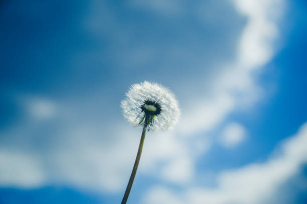 Close up of Dandelion in field, Blue sky background