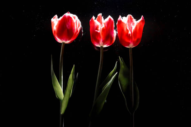 istock three flowers of a red tulip lie on a black mirror background 949341812