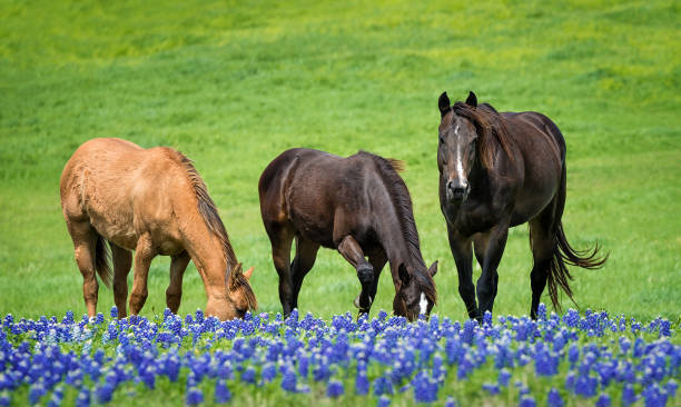 istock Three horses grazing in Texas bluebonnets on green spring meadow 949342640
