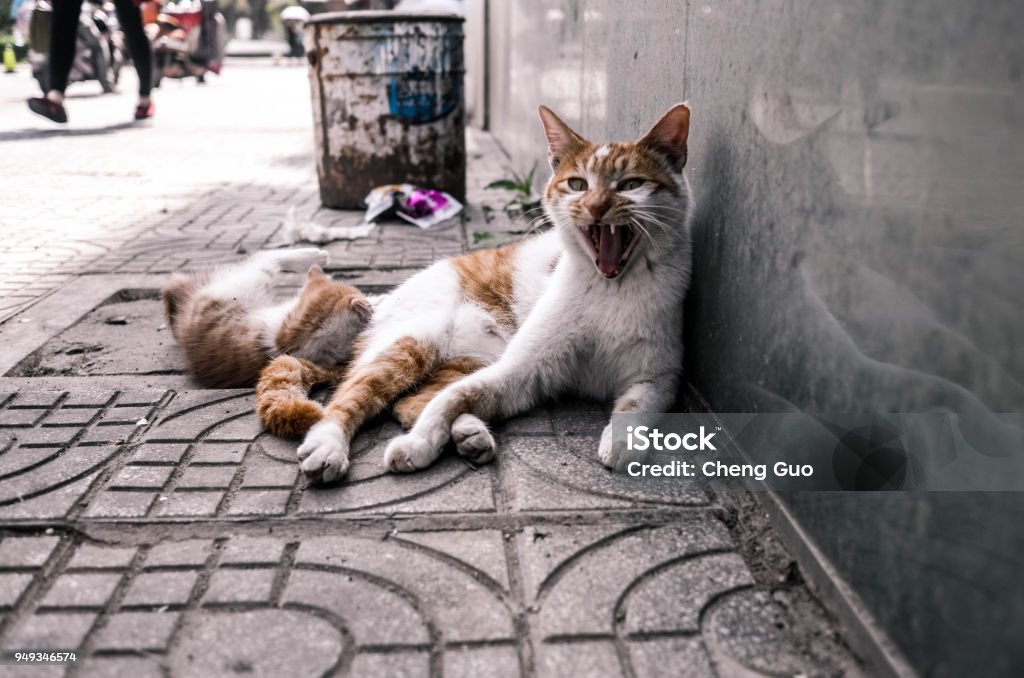 Don't touch my son! The tiger does not eat the seeds. Animal Stock Photo