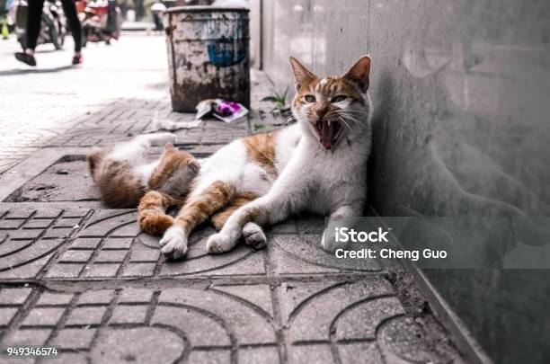 Dont Touch My Son Stock Photo - Download Image Now - Animal, Animal Family, China - East Asia